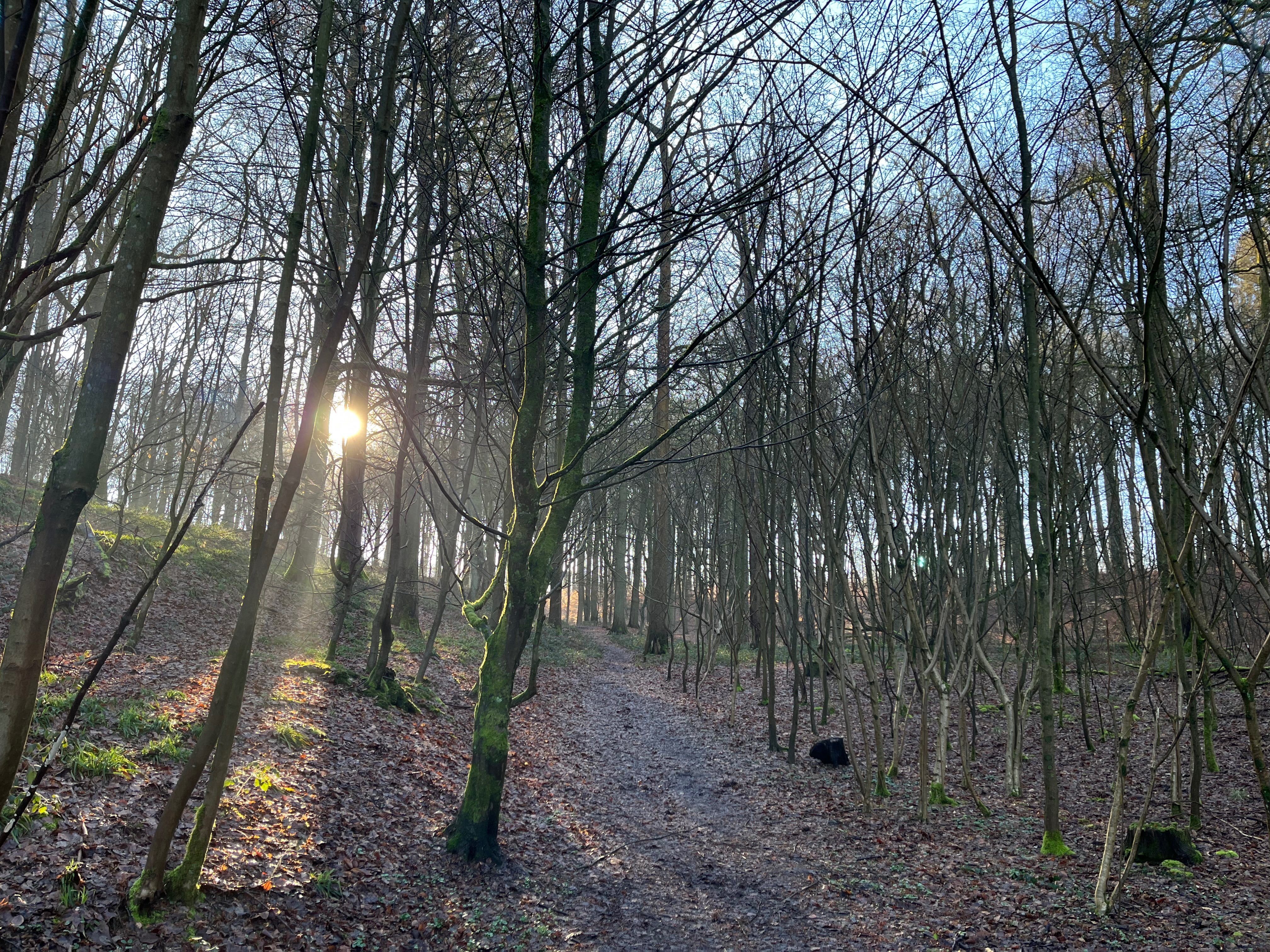Winter forest path with bare trees and sunlight filtering through
